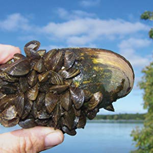 Safe on the environment